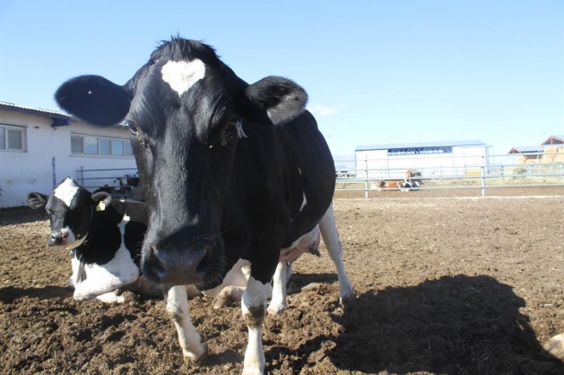 Kurbanlık almanın püf noktası - 8