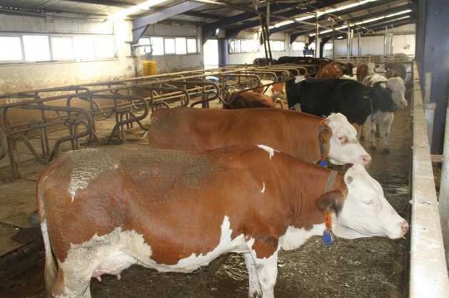 Kurbanlık almanın püf noktası - 7