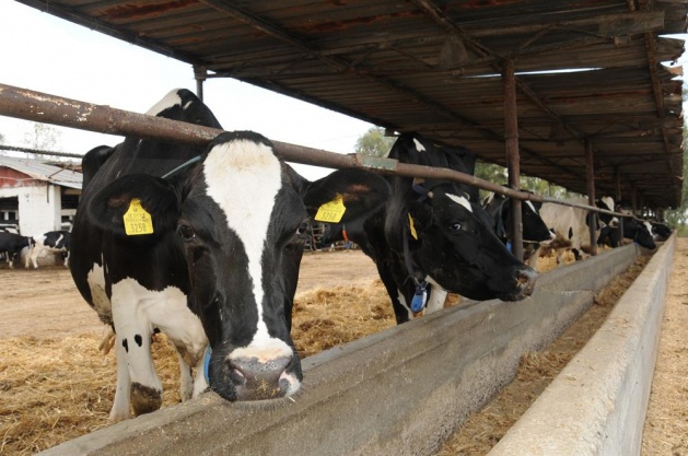 Kurbanlık almanın püf noktası - 6