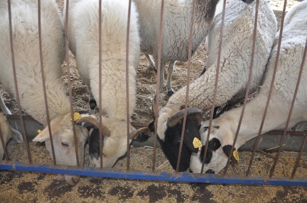 Kurbanlık almanın püf noktası - 5