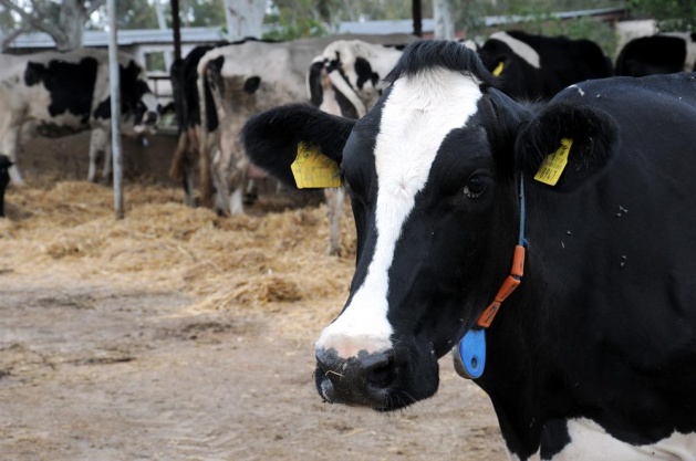 Kurbanlık almanın püf noktası - 2