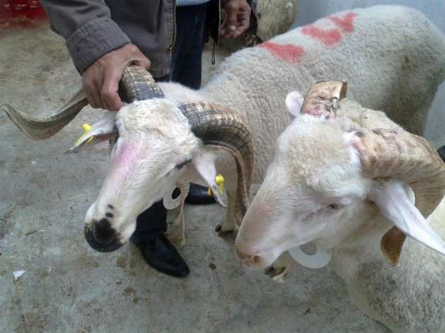 Kurbanlık almanın püf noktası - 4