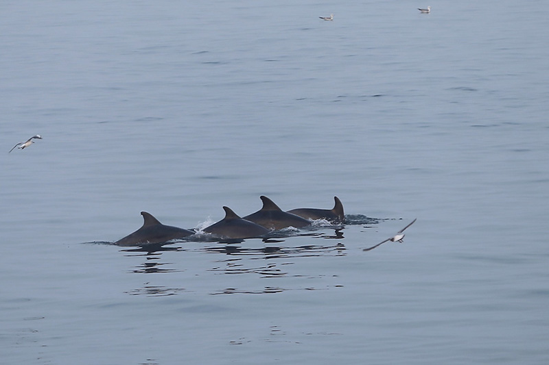 İstanbul’dan sis manzaraları - 13