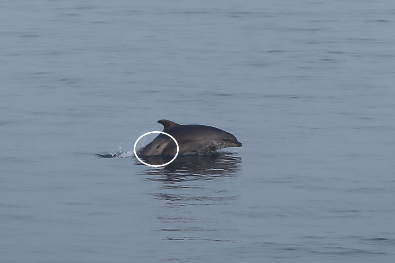 İstanbul’dan sis manzaraları - 7