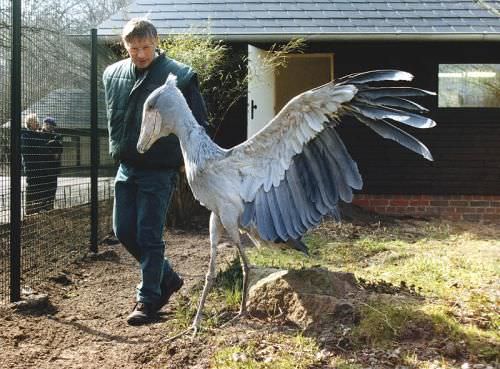 Gözlerinize inanamayacaksınız! Taş Devri'nden gelmiş gibi! - 3