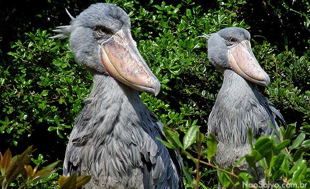 Gözlerinize inanamayacaksınız! Taş Devri'nden gelmiş gibi! - 7
