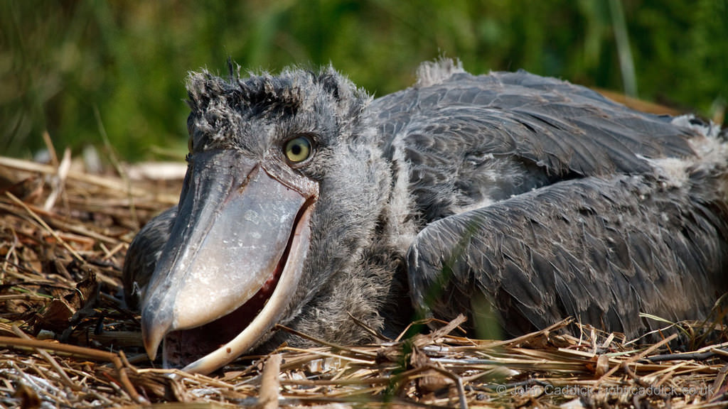 Gözlerinize inanamayacaksınız! Taş Devri'nden gelmiş gibi! - 8