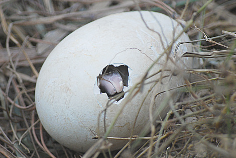 Gözlerinize inanamayacaksınız! Taş Devri'nden gelmiş gibi! - 10
