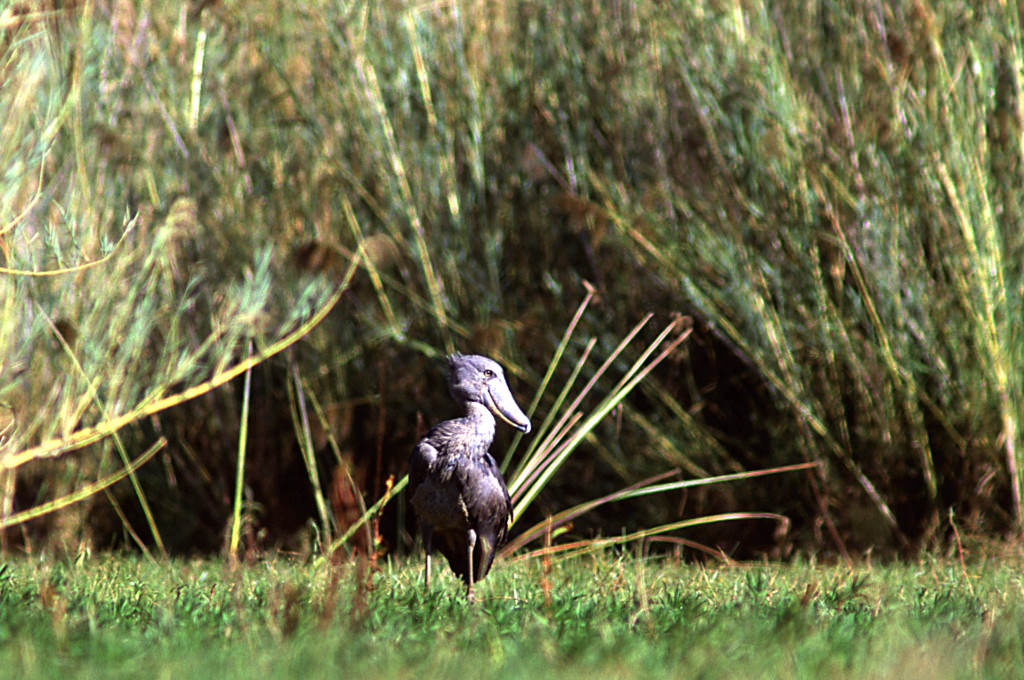 Gözlerinize inanamayacaksınız! Taş Devri'nden gelmiş gibi! - 14