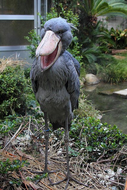 Gözlerinize inanamayacaksınız! Taş Devri'nden gelmiş gibi! - 16