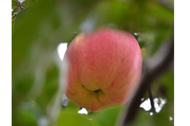 Ayva diye dikti...7 yıl sonra gördüklerine inanamadı! - 2