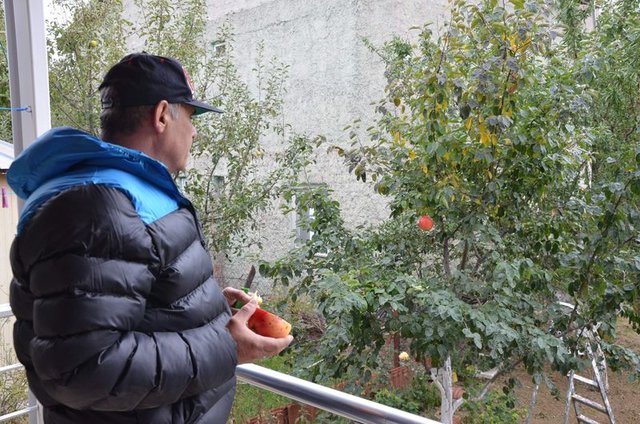 Ayva diye dikti...7 yıl sonra gördüklerine inanamadı! - 5