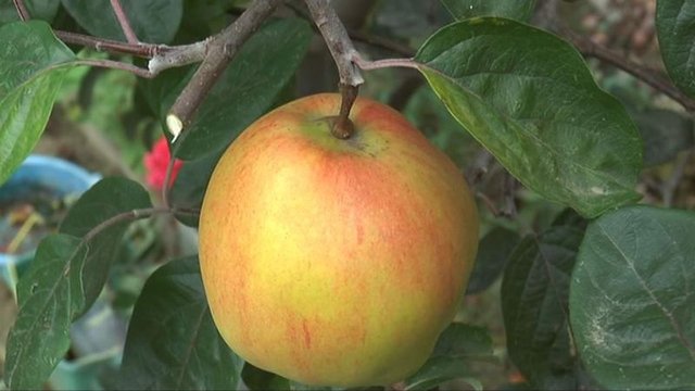 Ayva diye dikti...7 yıl sonra gördüklerine inanamadı! - 6