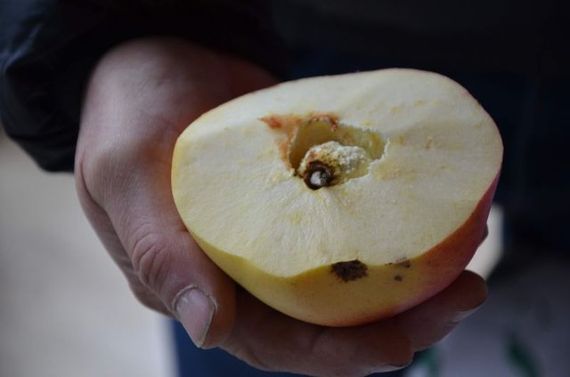 Ayva diye dikti...7 yıl sonra gördüklerine inanamadı! - 7