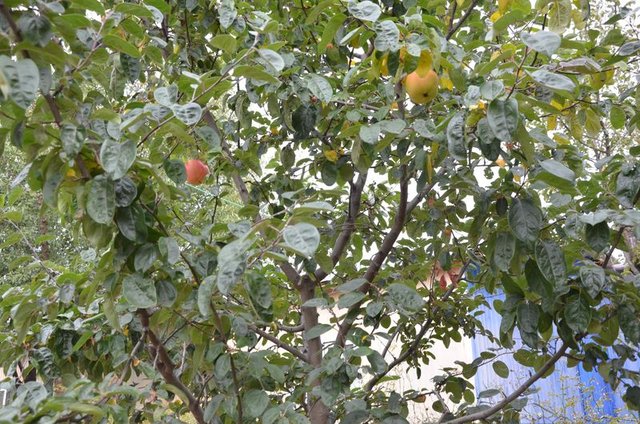 Ayva diye dikti...7 yıl sonra gördüklerine inanamadı! - 10