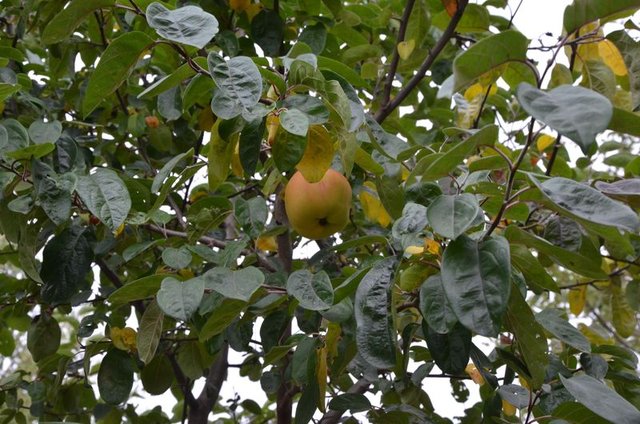 Ayva diye dikti...7 yıl sonra gördüklerine inanamadı! - 13