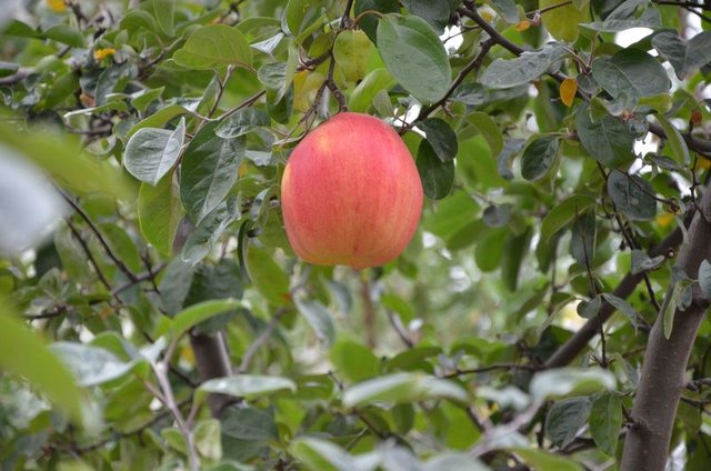 Ayva diye dikti...7 yıl sonra gördüklerine inanamadı! - 17