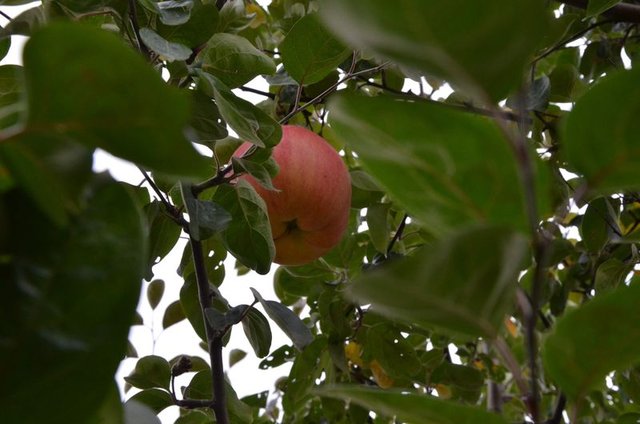 Ayva diye dikti...7 yıl sonra gördüklerine inanamadı! - 19