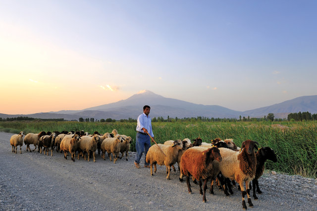 Hangi şehirde kaç Suriyeli var? - 39