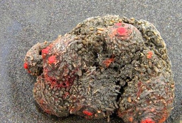 İçinden çıkanlar şoke etti! - 2