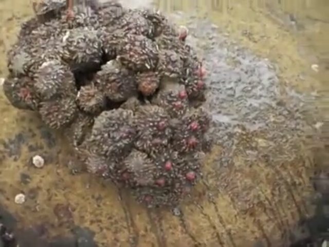 İçinden çıkanlar şoke etti! - 1