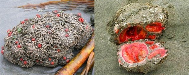 İçinden çıkanlar şoke etti! - 4