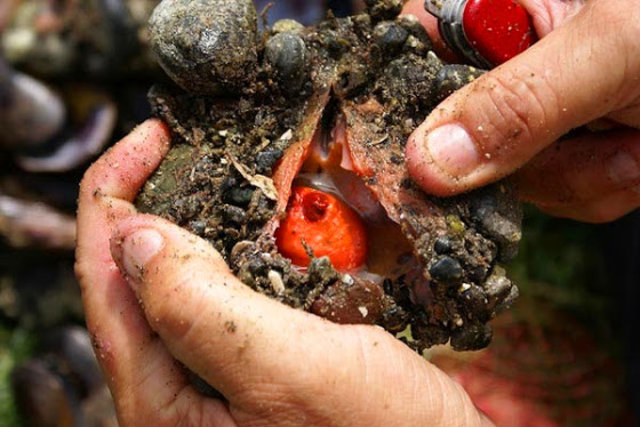 İçinden çıkanlar şoke etti! - 6