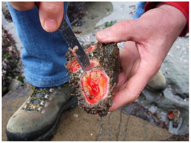 İçinden çıkanlar şoke etti! - 5