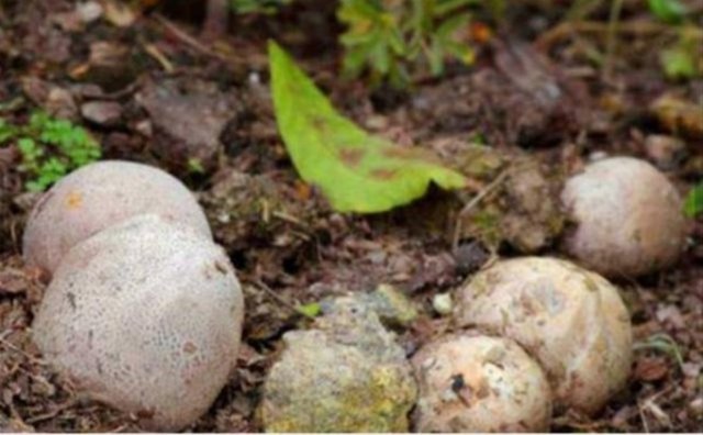 İçinden çıkanlar şoke etti! - 7