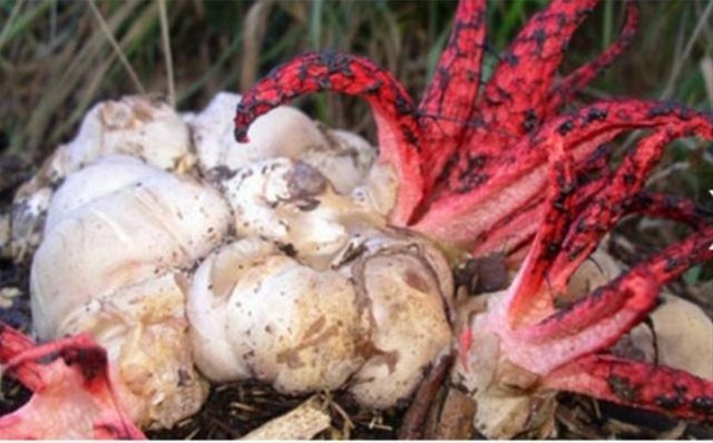 İçinden çıkanlar şoke etti! - 9