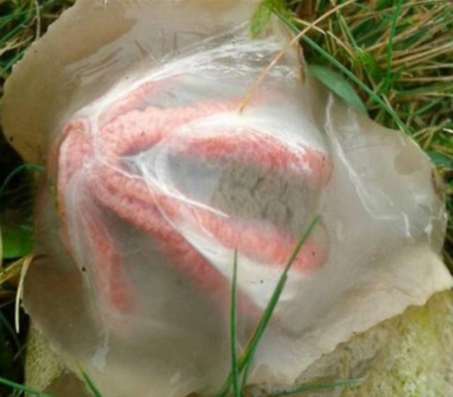 İçinden çıkanlar şoke etti! - 8