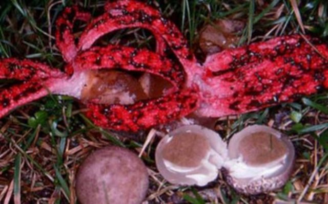 İçinden çıkanlar şoke etti! - 10