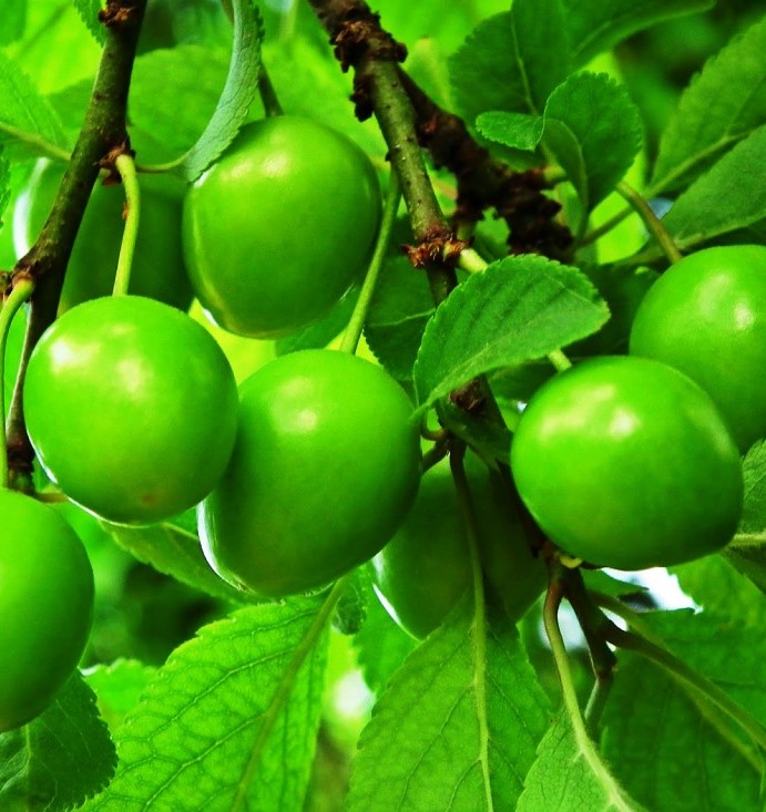 Eriği tuzlayıp yerseniz... - 13