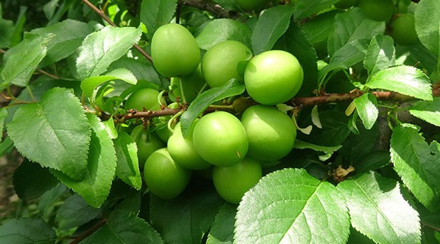 Eriği tuzlayıp yerseniz... - 16