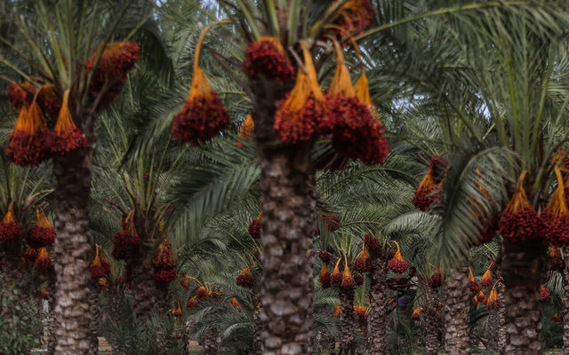 Kuran'da adı geçen vücut dostu besinler - 4