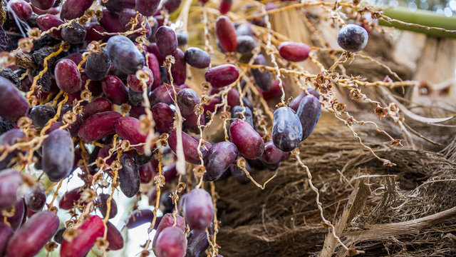 Kuran'da adı geçen vücut dostu besinler - 9