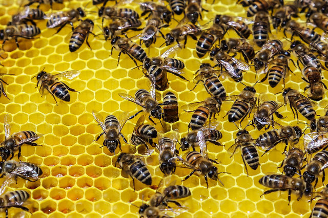 Kuran'da adı geçen vücut dostu besinler - 21