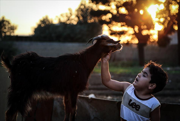 İslam dünyasında Kurban Bayramı hazırlıkları - 1