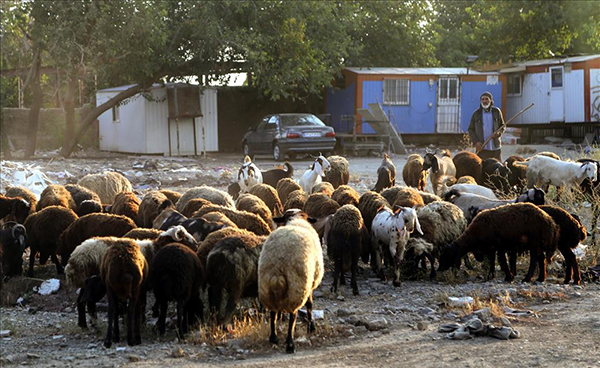 İslam dünyasında Kurban Bayramı hazırlıkları - 2
