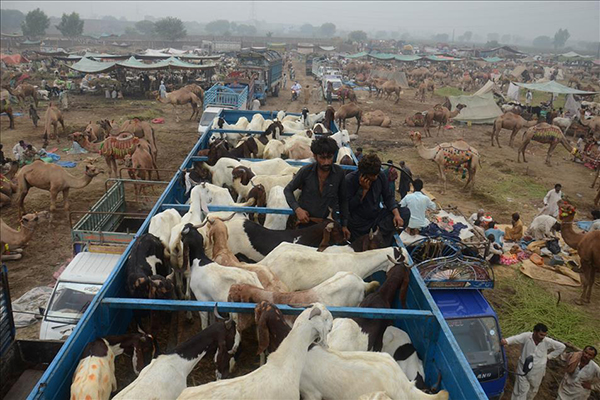 İslam dünyasında Kurban Bayramı hazırlıkları - 5