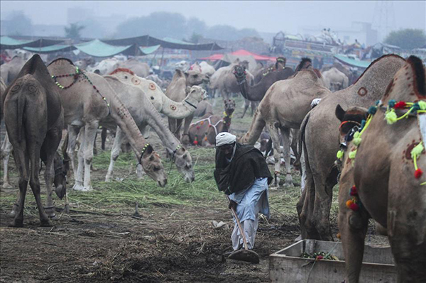 İslam dünyasında Kurban Bayramı hazırlıkları - 6