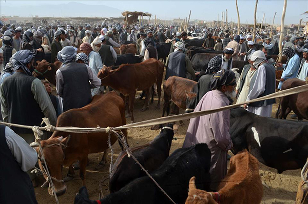 İslam dünyasında Kurban Bayramı hazırlıkları - 8
