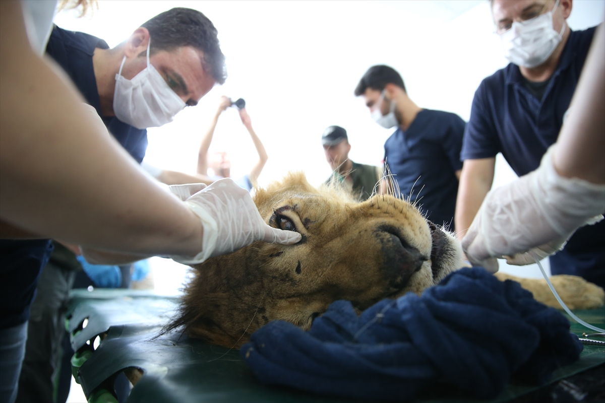 Suriye'deki savaş mağduru hayvanlar Türkiye'de - 29
