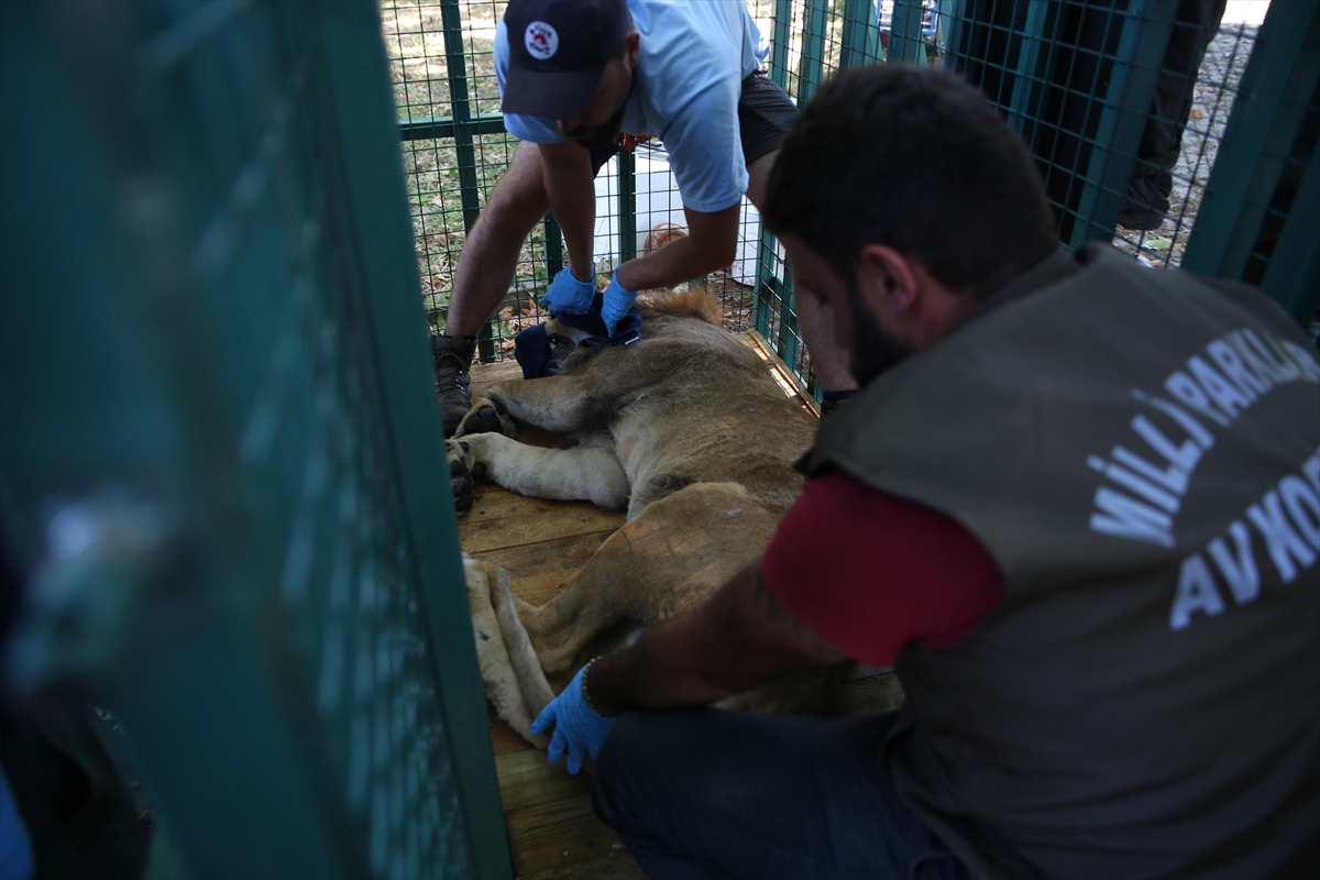 Suriye'deki savaş mağduru hayvanlar Türkiye'de - 3