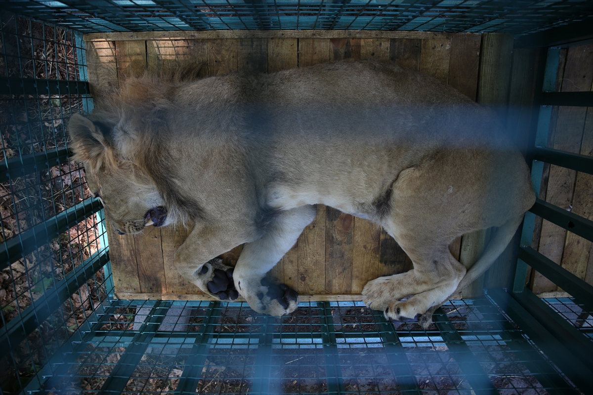 Suriye'deki savaş mağduru hayvanlar Türkiye'de - 2