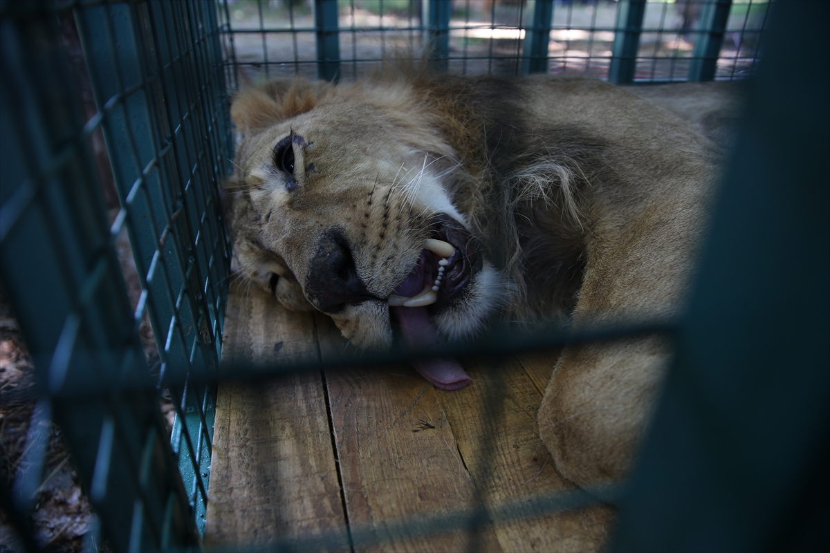 Suriye'deki savaş mağduru hayvanlar Türkiye'de - 5
