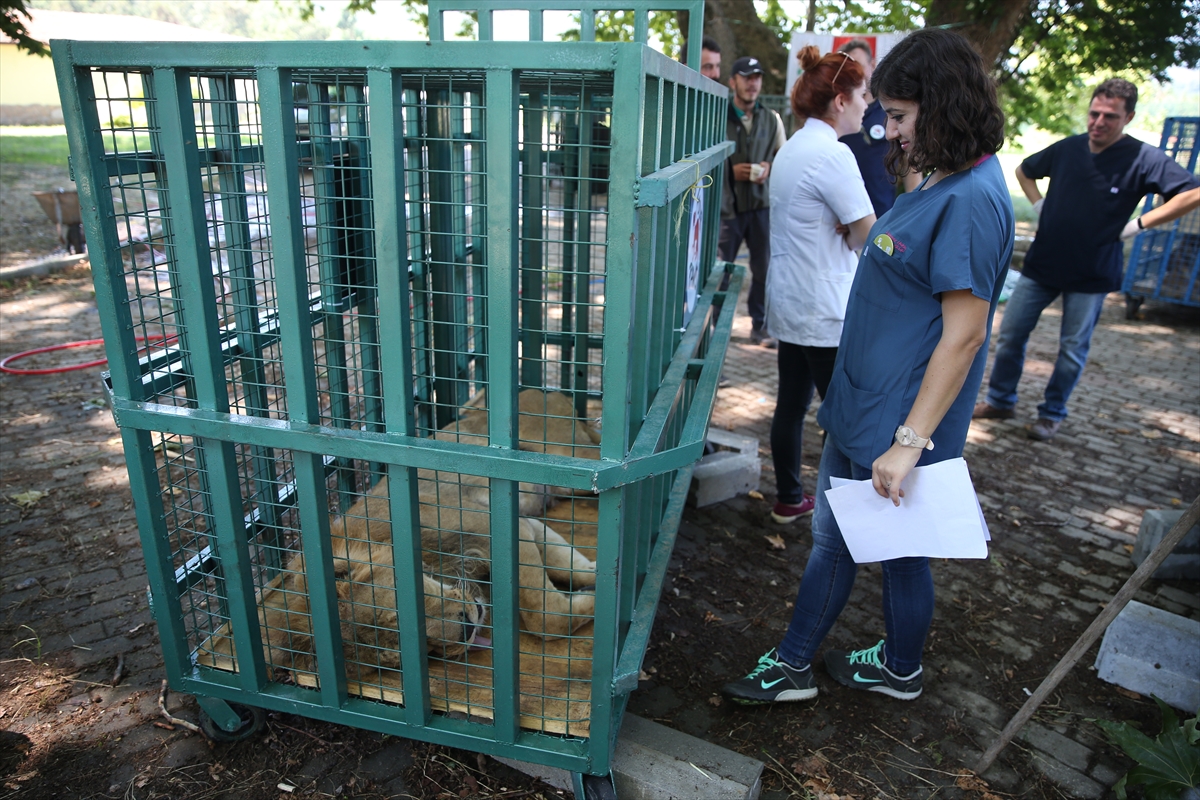 Suriye'deki savaş mağduru hayvanlar Türkiye'de - 8