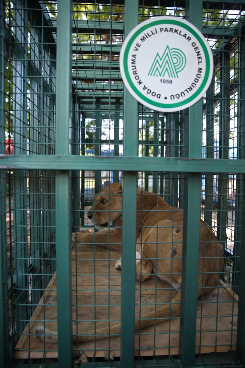 Suriye'deki savaş mağduru hayvanlar Türkiye'de - 9
