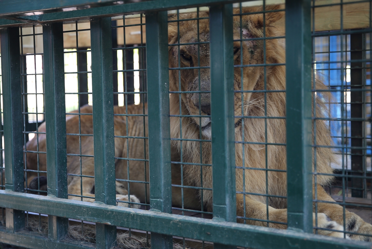 Suriye'deki savaş mağduru hayvanlar Türkiye'de - 12