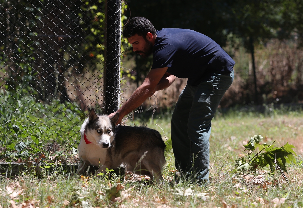 Suriye'deki savaş mağduru hayvanlar Türkiye'de - 19